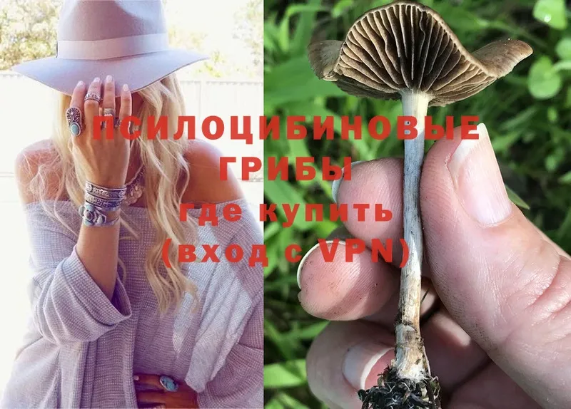 Галлюциногенные грибы Psilocybe  Братск 